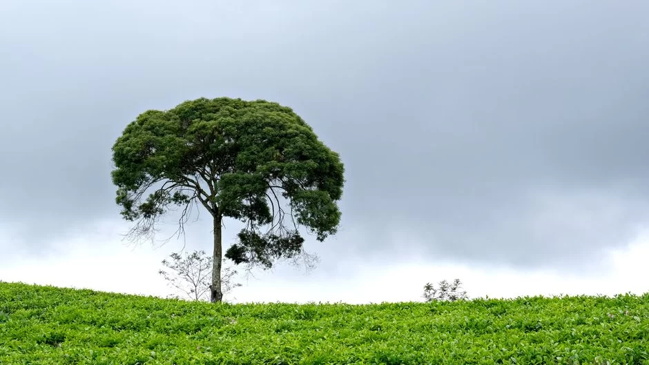 CloudyTree Tea: A Modern Guide to Daily Brews
