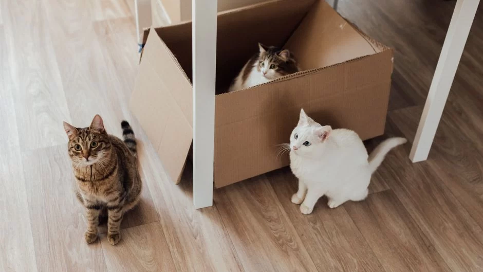 Jackson Galaxy Cat Gear & Essentials Guide